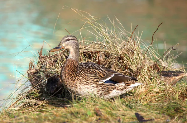 Bir Nest yaban ördeği — Stok fotoğraf