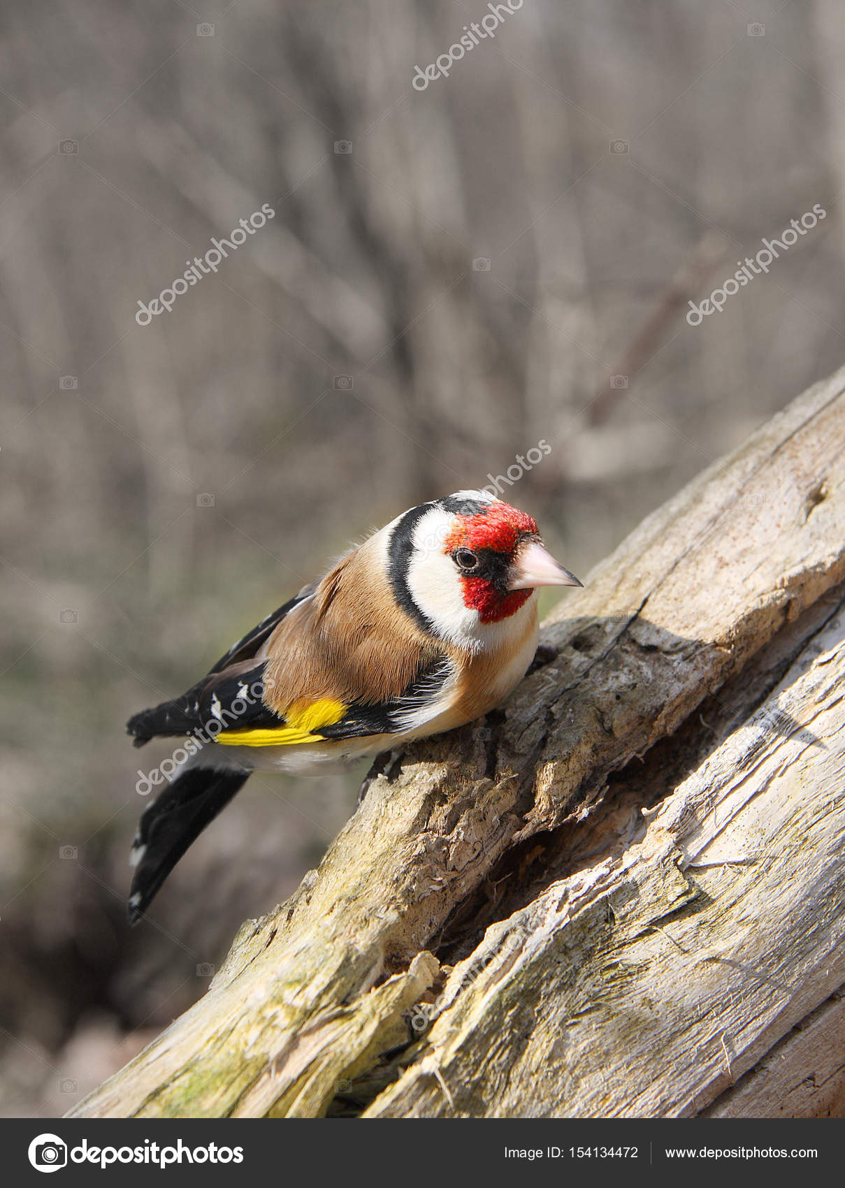 Il Cardellino si siede su un albero nel pomeriggio primavera soleggiata — Foto di vchphoto Trova immagini simili