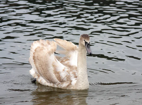 Swan på våren i ett äktenskap klänning — Stockfoto