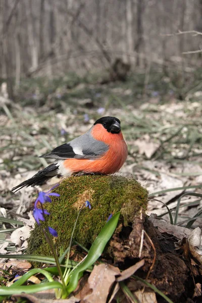 Domherre sitter på stub täckt med en moss i början — Stockfoto