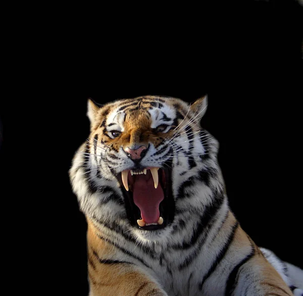 The Amur tiger growls — Stock Photo, Image