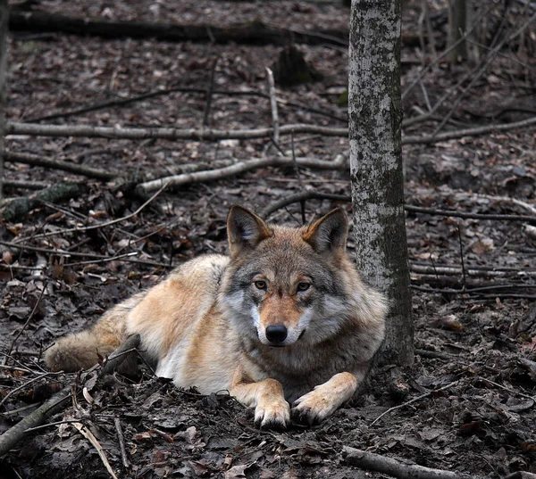 The wolf lies under a tree