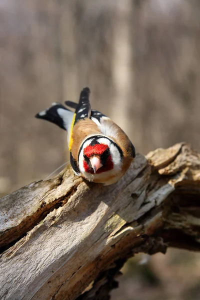 O goldfinch senta na árvore quebrada — Fotografia de Stock