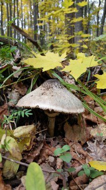 Sonbahar yaprak döken ormanda mantar