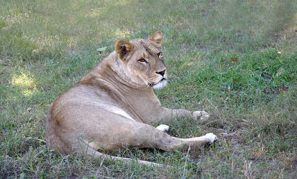 Lioness on a grass — Stock Photo, Image