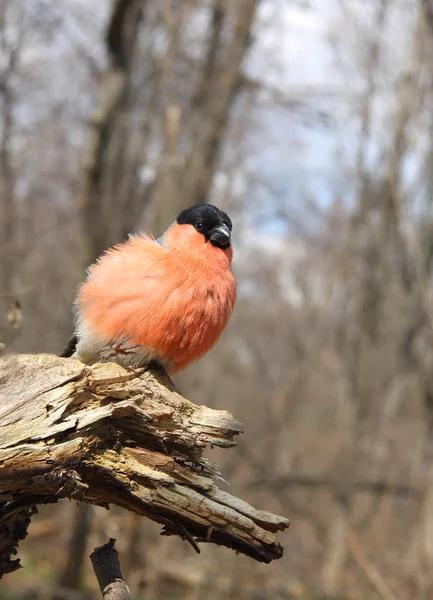 빨간 유 방 멋쟁이 새의 일종 — 스톡 사진