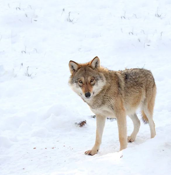 Το κόστος του γκρίζου λύκου στο χιόνι — Φωτογραφία Αρχείου