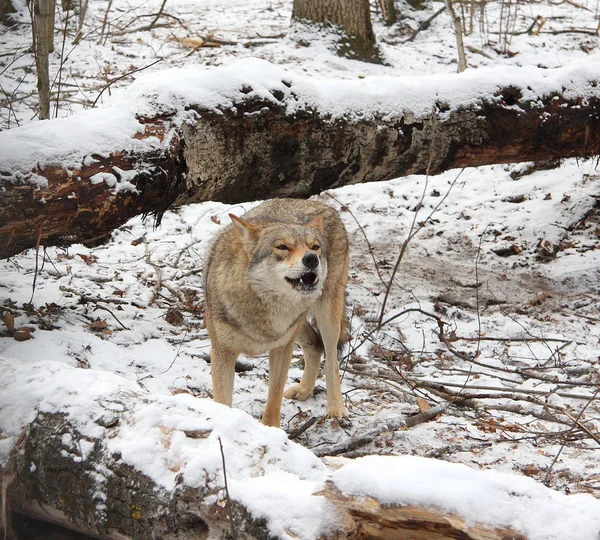 Lobo en el bosque de invierno — Foto de Stock