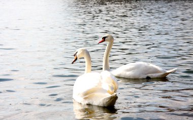 bir kaç beyaz kuğu