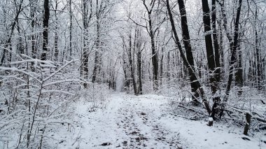 Kış orman bulutlu öğleden sonra