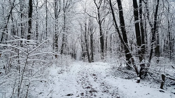 曇り空の午後で冬の森 — ストック写真
