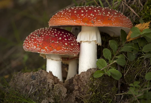 Champiñones en el bosque de otoño. Fotos de stock libres de derechos