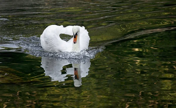 Witte Zwaan in een bos meer. — Stockfoto