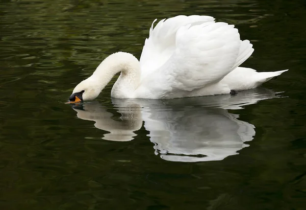 Cisne blanco en un lago del bosque . —  Fotos de Stock