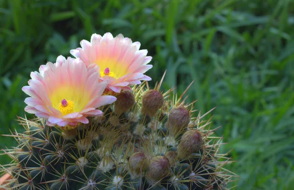 Flowering cactus in the pot. — Stock Photo, Image