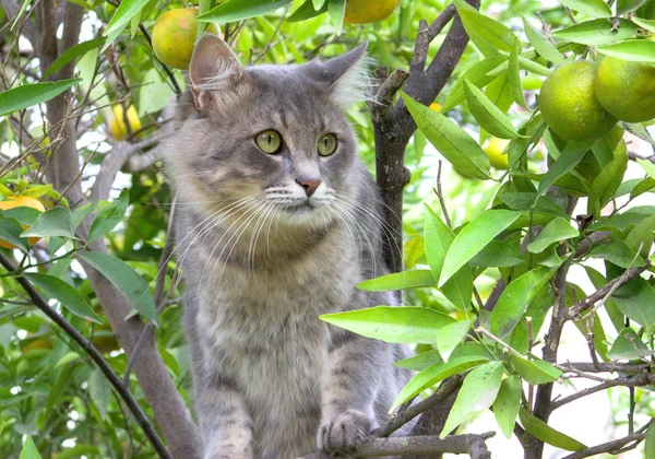 Кіт на мандаринському дереві . — стокове фото
