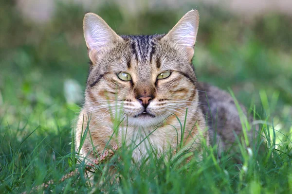 Szürke macska, a zöld fű. — Stock Fotó
