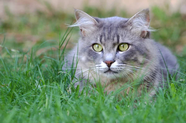 Grijze kat op het groene gras. — Stockfoto