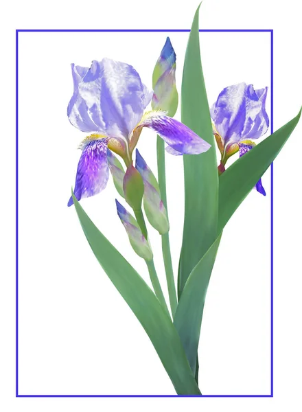 Iris azules sobre un fondo blanco — Archivo Imágenes Vectoriales