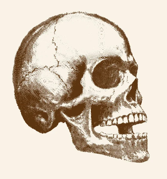 Cráneo de cabeza humana — Archivo Imágenes Vectoriales