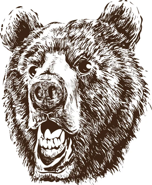Επικεφαλής μιας αρκούδας — Διανυσματικό Αρχείο