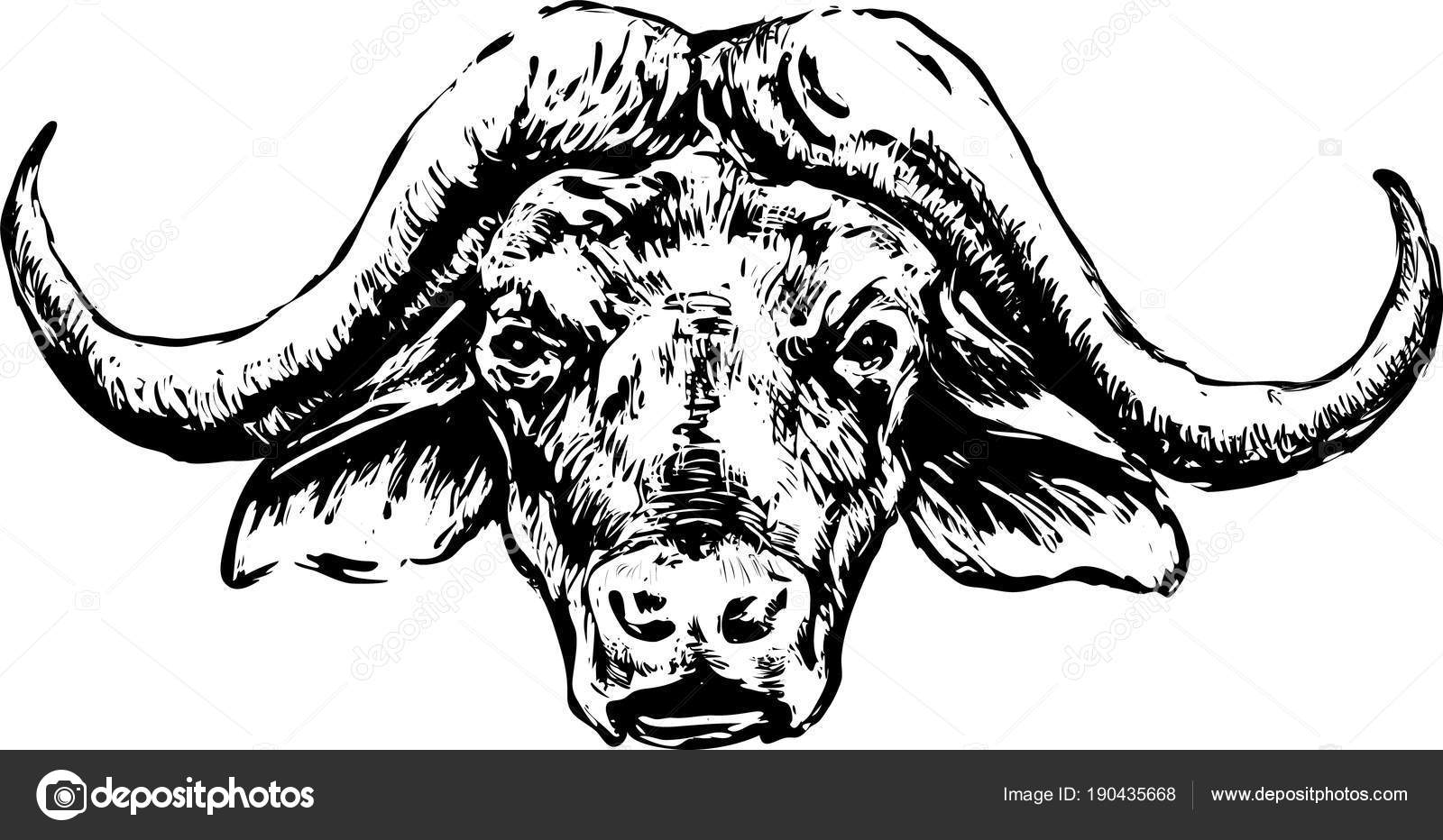 Download - Buffalo head on a white background. 