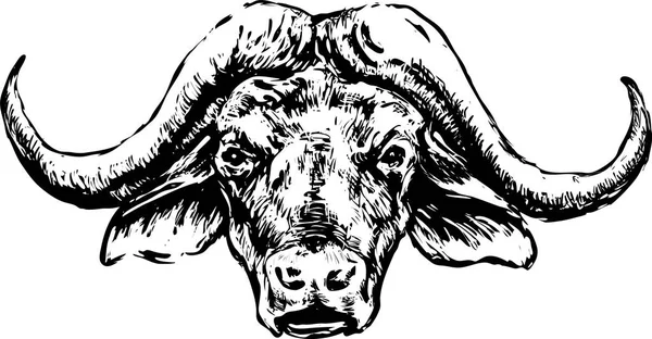 Cabeza de búfalo sobre fondo blanco — Vector de stock