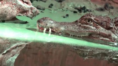 Su, mağara, sürüngen video içinde dünyanın en eski timsah