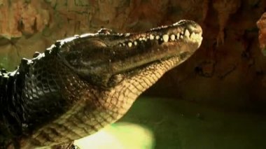 Yemek, dünya, mağara, sürüngen video en eski Timsah Timsah