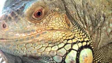 Comodo dragon video yakın, sürüngen