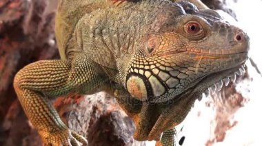 Comodo dragon hayvan sürüngen video, yakın çekim
