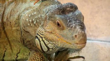Comodo dragon hayvan sürüngen video, yakın çekim