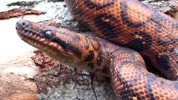 Állati kígyó video, piros fejét közel, hüllő — Stock videók