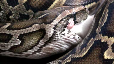 Hayvan yılan video, Python bir fare yiyor, sürüngen video, kapatın