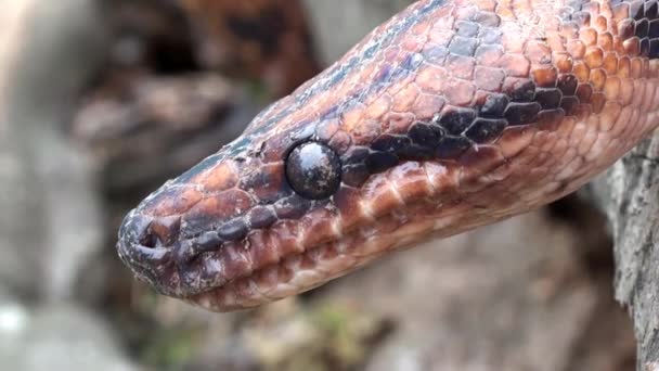 Animale serpente video, testa rossa da vicino, rettile — Video Stock