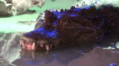 Su, mağara, sürüngen video içinde dünyanın en eski timsah