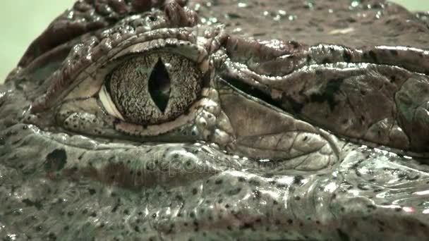 The oldest alligator in the world in the water, Alligators eye, reptile video — Stock Video