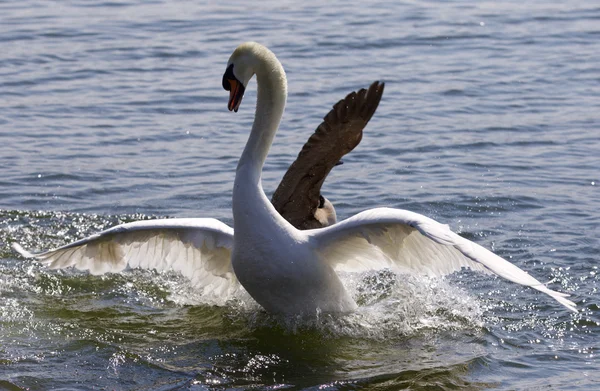 Hermosa foto del cisne alejándose del ataque del ganso de Canadá —  Fotos de Stock