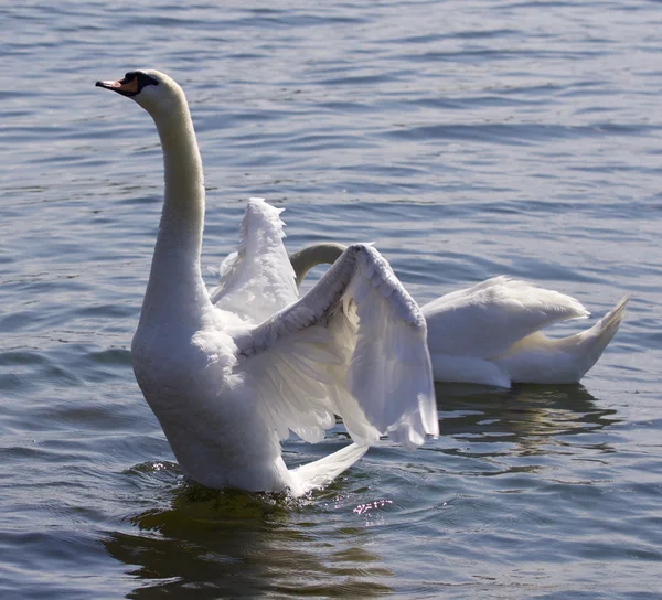 Mooie foto van de zwaan met de geopende vleugels in het meer — Stockfoto