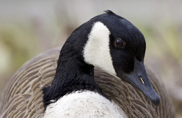 Красивый портрет канадского гуся — стоковое фото