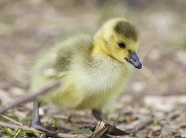 Beau fond avec une jolie poulette de bernaches du Canada — Photo