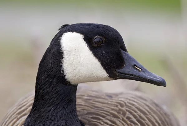 Красивый портрет забавного канадского гуся — стоковое фото
