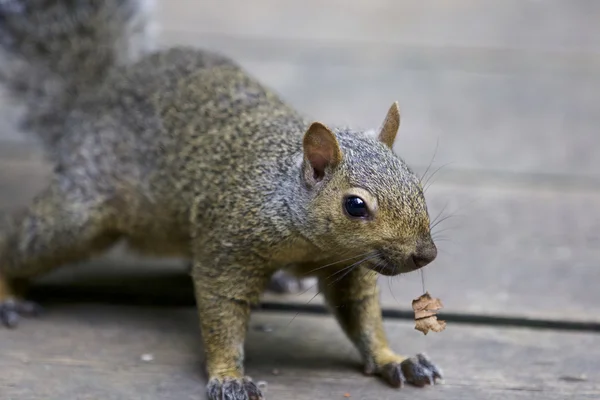 Schöne isoalted Foto von einem netten lustigen Eichhörnchen — Stockfoto
