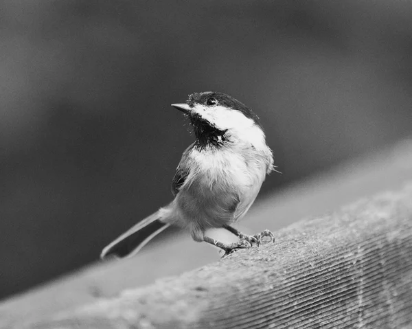 Zwart-wit foto van een vogel black-capped chickadee — Stockfoto