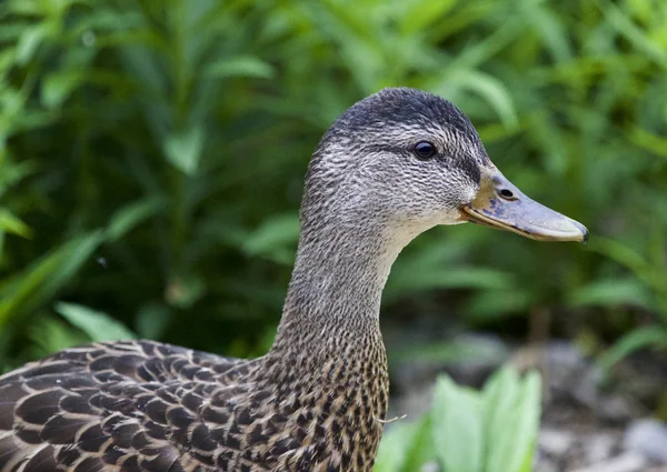 Hermosa imagen aislada de un pato en un campo de hierba — Foto de Stock