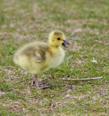 Şirin ile resim alanında yalnızca piliç