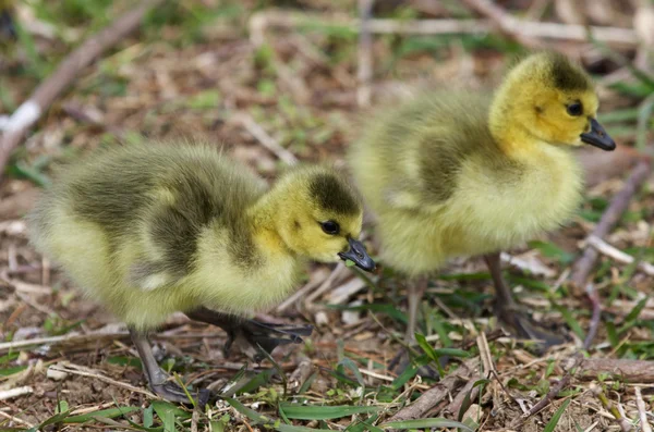 Beautiful isolated photo with two chicks of the Canada geese — Stock Photo, Image