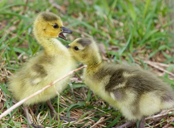 Funny amazement of the chick on the first kiss — Stock Photo, Image