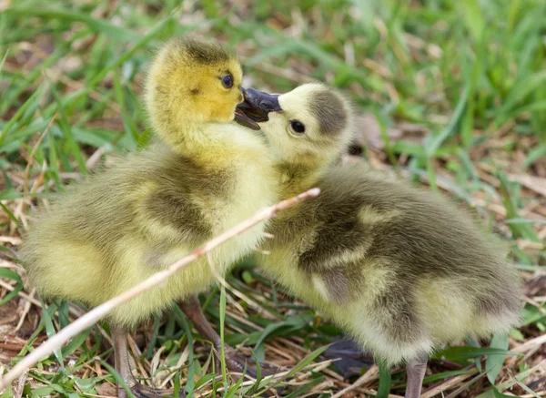 Funny photo of kissing young chicks of the Canada geese — Stock Photo, Image