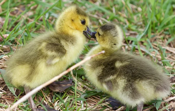 A kiss of the chicks of the Canada geese — Stock Photo, Image